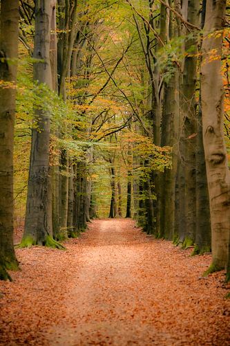 Pad door een beukenbos met gouden bladeren tijdens de herfst
