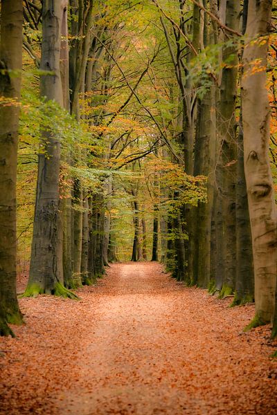Pfad durch einen Buchenwald mit goldenen Blättern im Herbst von Sjoerd van der Wal Fotografie