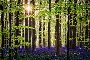 Hallerbos Belgium