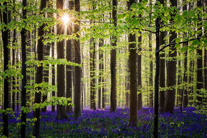 Hallerbos Belgique par Richard Guijt Photography