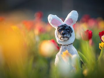 Frohe Ostern von Sabine Böke-Bergau