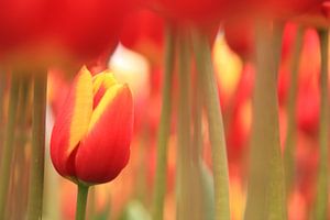 Kleine Tulpe von Marcel van Rijn