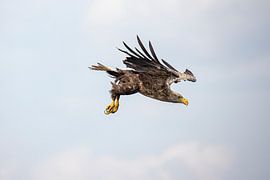 Weißkopfseeadler, Haliaeetus albicilla