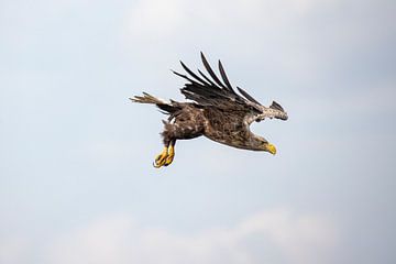 Weißkopfseeadler, Haliaeetus albicilla von Gert Hilbink