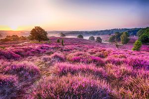 Precious Purple