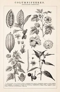 Oude botanische prent Columnifeeren van Studio Wunderkammer