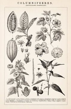Alter botanischer Druck Columnifers von Studio Wunderkammer