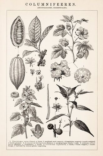 Oude botanische prent Columnifeeren
