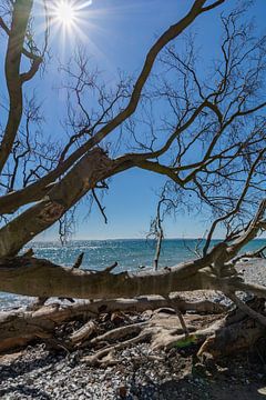 Sun rays, tree trunks on the chalk coast on the island of Rügen, by GH Foto & Artdesign