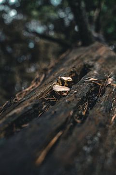 Mushrooms in tree by Colin van Wijk