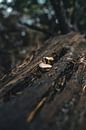 Pilze im Baum von Colin van Wijk Miniaturansicht