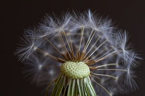 Paardenbloem pluis