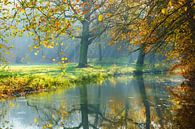 Herfst op Landgoed Elswout van Michel van Kooten thumbnail