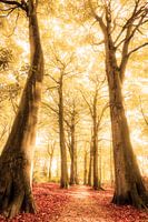Path of a Dreamer