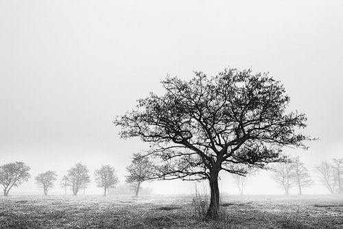 Baum im Schilfbett