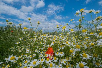 Veldbloemen von Moetwil en van Dijk - Fotografie