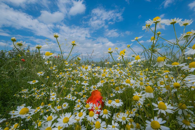 Veldbloemen by Moetwil en van Dijk - Fotografie