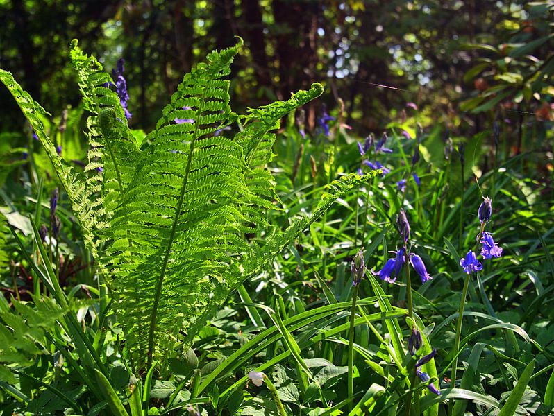 Fern 2 van Edgar Schermaul