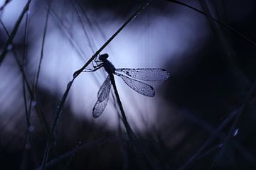 Silhouette of a damselfly by Nienke Castelijns