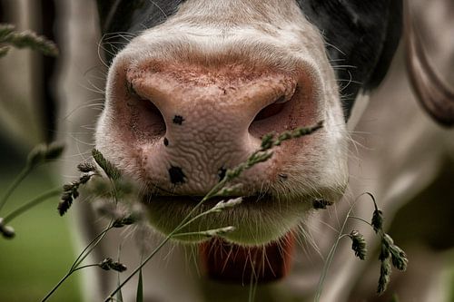 Close-up van neus en bek van koe