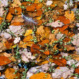 autumn van Franc Wiedenhoff