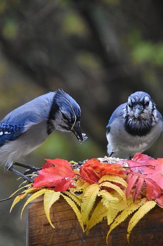 Blauwe gaaien bij de voederbak in de daling