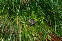 Waterhoen (Gallinula chloropus) of meerkoetwaterhoen in het gras