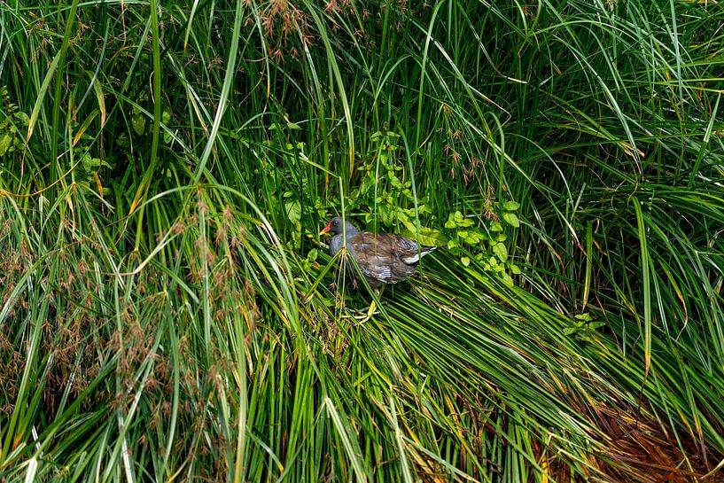 Moorhen (Gallinula chloropus) or coot moorhen in the grass by Franklin Driessen