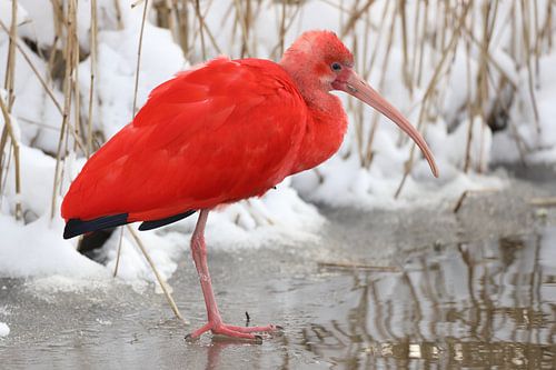 Ibis rouge en hiver