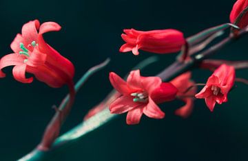 Flora kunst voor aan je wand van Jolanda de Jong-Jansen