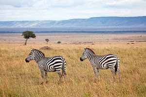 Zèbres dans le Masai Mara