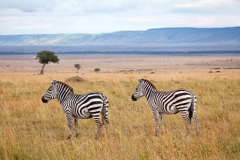 Zebras in the Masai Mara by Angelika Stern