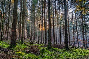 In het bos van de glanzende mossen van Uwe Ulrich Grün
