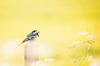 White Wagtail by Aukje Ploeg thumbnail