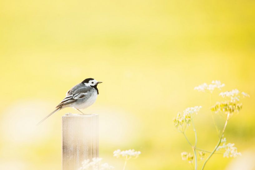 White Wagtail by Aukje Ploeg