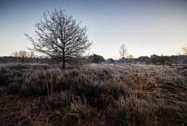 Winter Heath: Icy Calm in the Morning Glow by Hevonax Photography