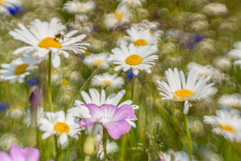 Margrieten &amp; bolderik van Wolbert Erich