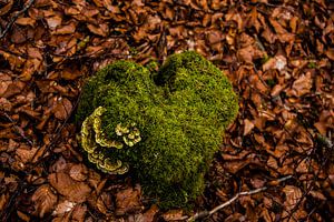 Hart van het bos