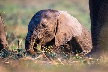 Babyolifant in Chobe NP van Henri Kok