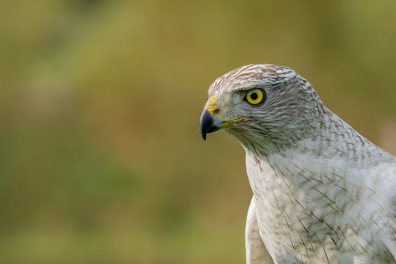 Siberian Hawk by Jan van Vreede