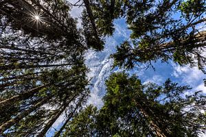 De grote reuzen in het bos