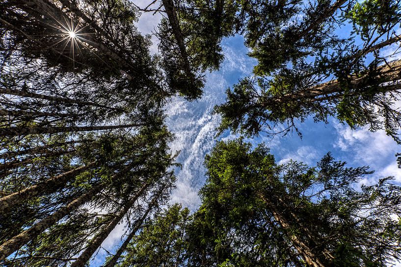 De grote reuzen in het bos von Richard Driessen