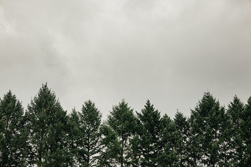 Kiefernwald von Huib Vintges