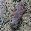 graues Eichhörnchen Sciurus carolinensis auf einem Baum vertikal von Animaflora PicsStock