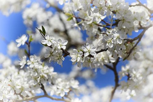 Witte Bloesem Magie Romantisch