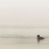 Trois Canards ll von Renald Bourque
