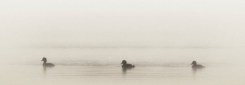 Trois Canards ll von Renald Bourque