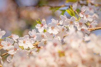 Geschichtete Blüte mit weicher Tiefe