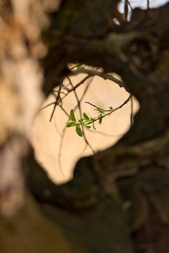 Vers takje groen in het voorjaar, boomstamdoorkijkje