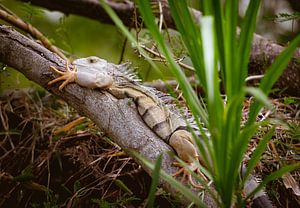 Iguanas